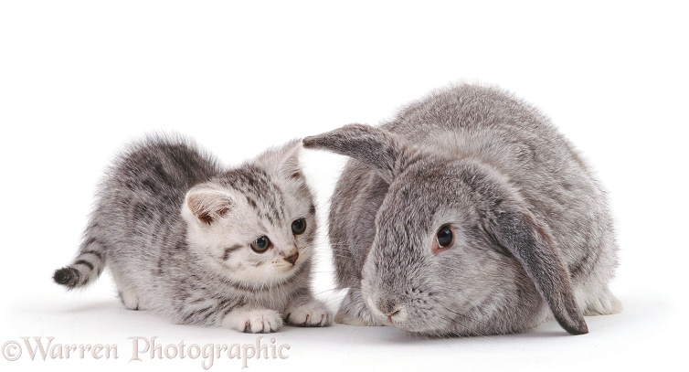 Silver-spotted kitten with silver Lop rabbit, white background