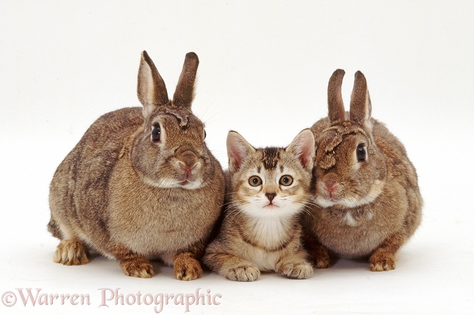 Two agouti rabbits with a ticked tabby kitten, white background