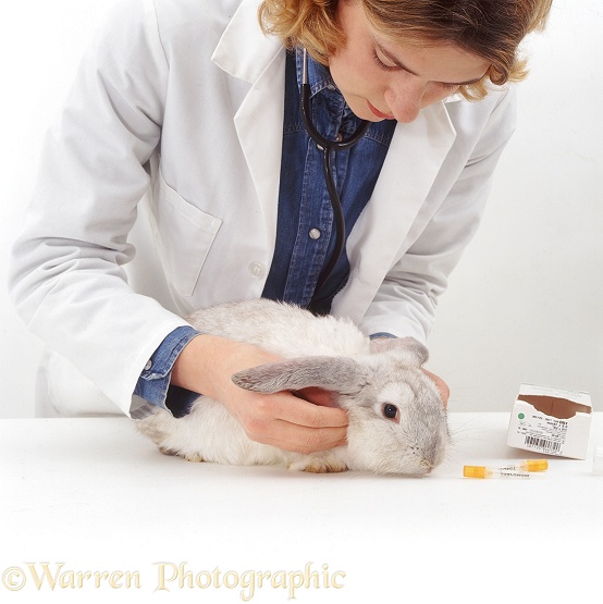Vet examining the neck glands of a young Platinum French Lop rabbit doe during pre-vaccination examination, white background