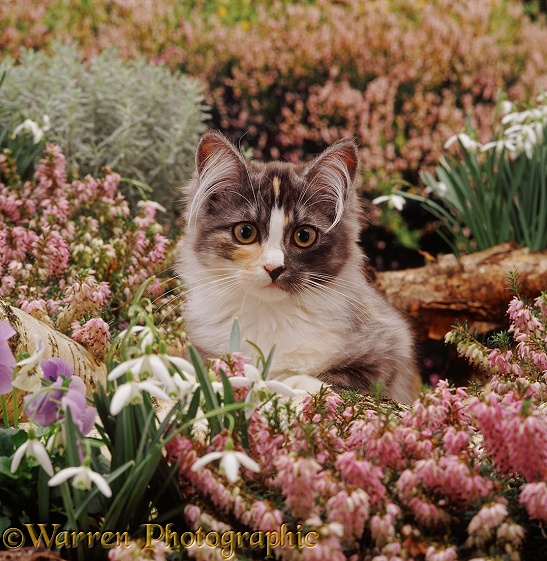 Silver bicolour 'stripe-nose' Chinchilla-cross kitten among winter heaths, primroses and snowdrops
