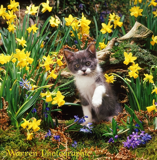 Blue-and-white kitten among Daffodils