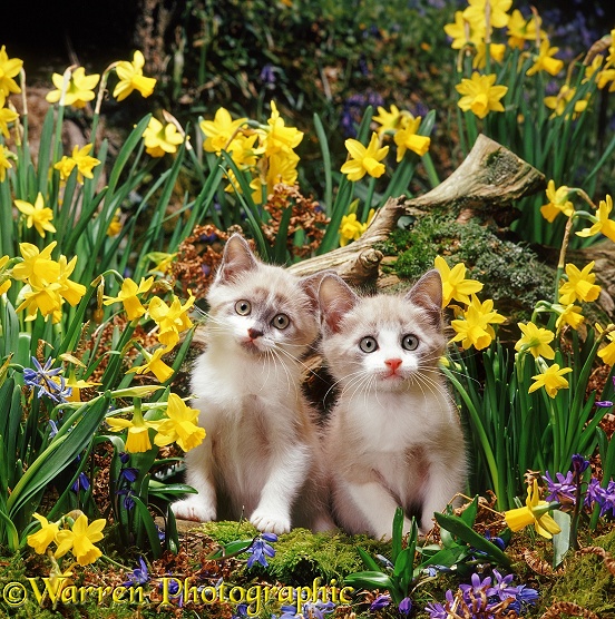 Two lilac-and-white Burmese-cross kittens among Daffodils