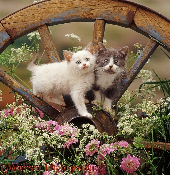 Colourpoint and blue bicolour kittens, 8 weeks old, on an old wagon wheel, with flowering Hedge Parsley and Scabious