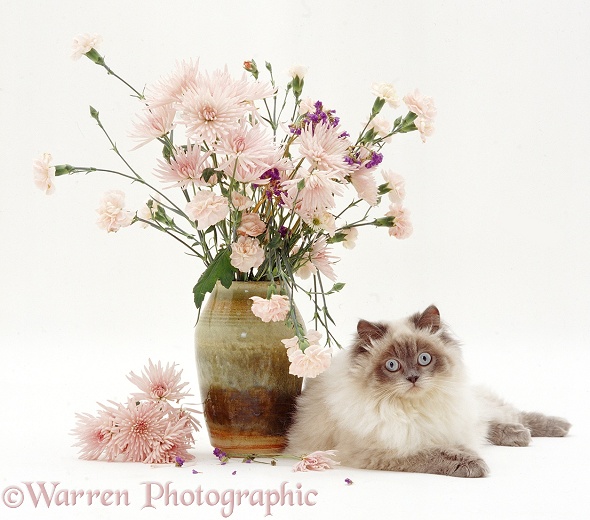 Blue colour-point Birman-cross cat, Scilla, lying by a vase of pink flowers, white background
