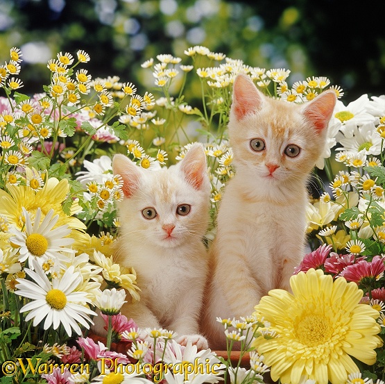 Two cream 'Burmilla' kittens among cream, yellow, white and pink daisies and Feverfew