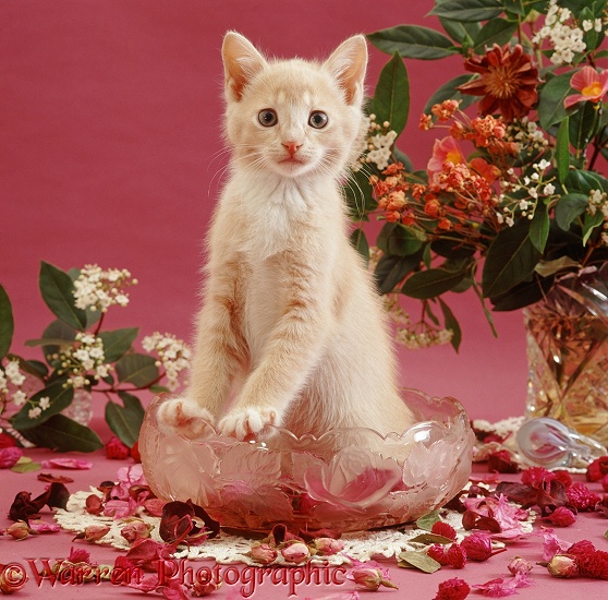 Cream kitten, 9 weeks old, has been playing with pot pourri in a glass bowl