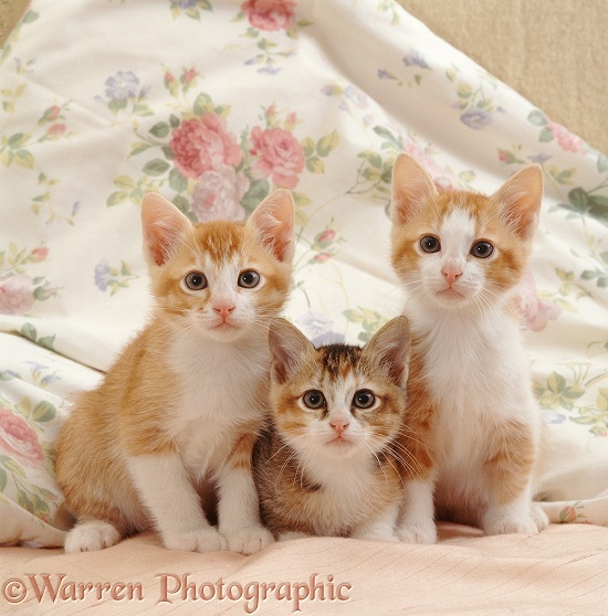 Ginger-and-white kittens on a bed with their tabby-tortoiseshell sister, 8 weeks old