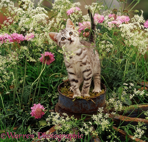 Silver spotted kitten Zeppelin, 9 weeks old, on the hub of an old wagon wheel. With flowering Hedge Parsley and Scabious