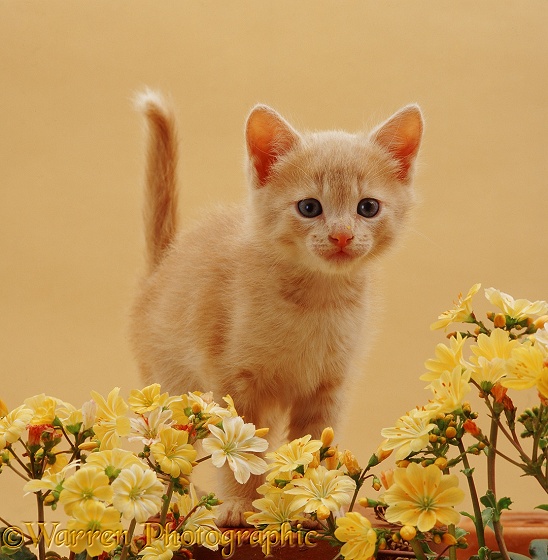 Cream Burmese-cross kitten with yellow Lewisia flowers and yellow background