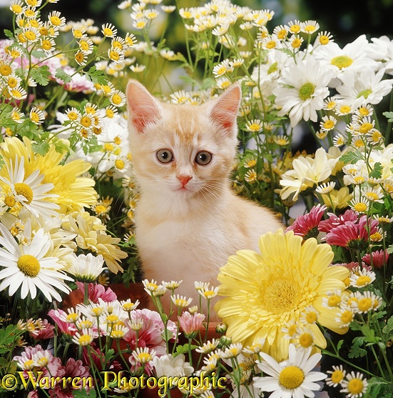 Cream kitten among daisy and chrysanthemum flowers photo  WP37621