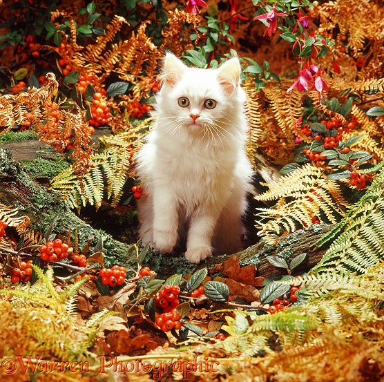 Cream Persian-cross kitten among autumn bracken and berries