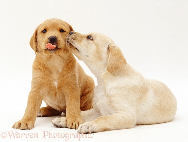 Two Yellow Labrador Retriever pups, 6 weeks old, white background