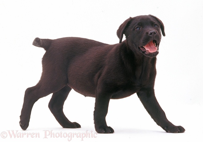 Black Labrador Retriever puppy, 9 weeks old, walking across, white background