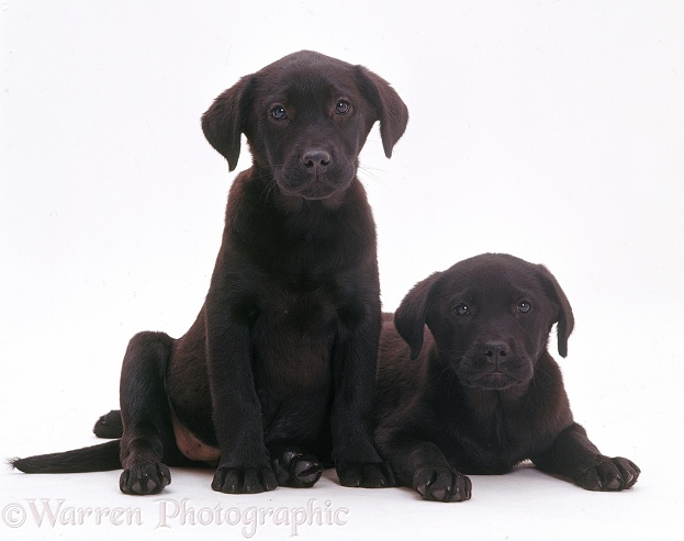 Two black Labrador Retriever puppies, white background