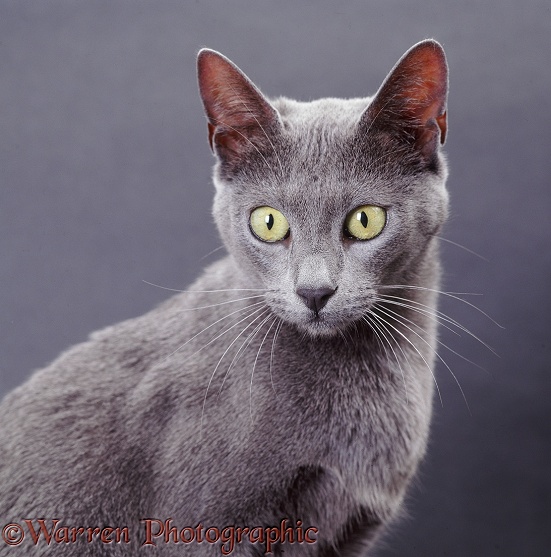 Portrait of blue Bengal x Burmese cat, Hyacinth