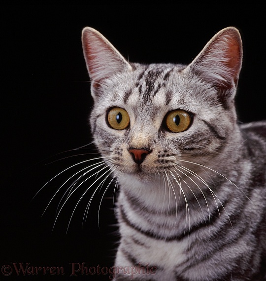 Portrait of young Silver tabby female cat, Asphodel