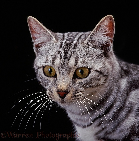 Portrait of young Silver tabby female cat, Asphodel