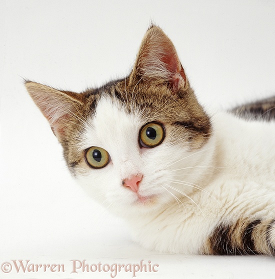 Tabby-and-white female cat, Lily, white background