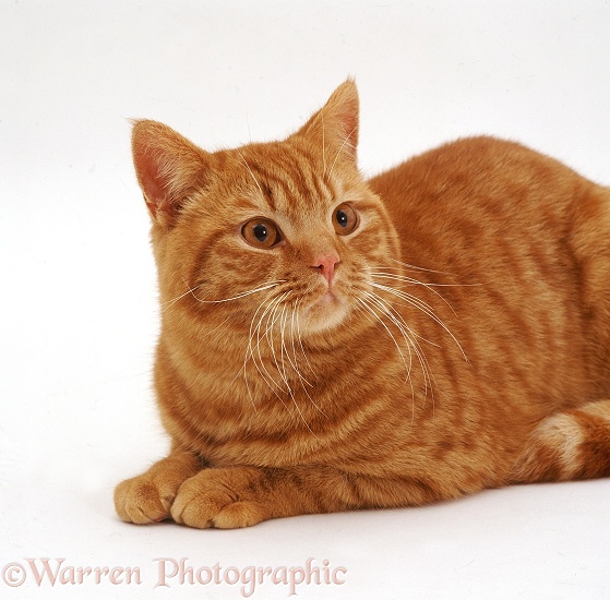 Red tabby Shorthair male cat, Highlander, white background