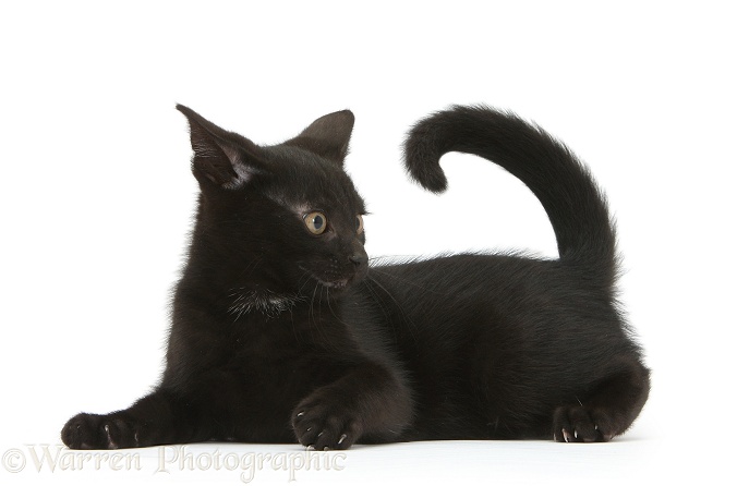 Cheeky looking playful black kitten, Buxie, 11 weeks old, white background