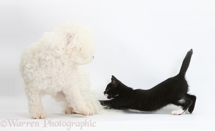 Black-and-white tuxedo kitten, Tuxie, 10 weeks old, chasing the tail of Bichon Frise bitch, Pipa, white background