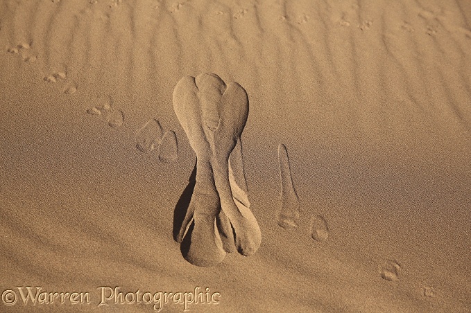 Sand slip caused by gerbil climbing dune, Sahara desert