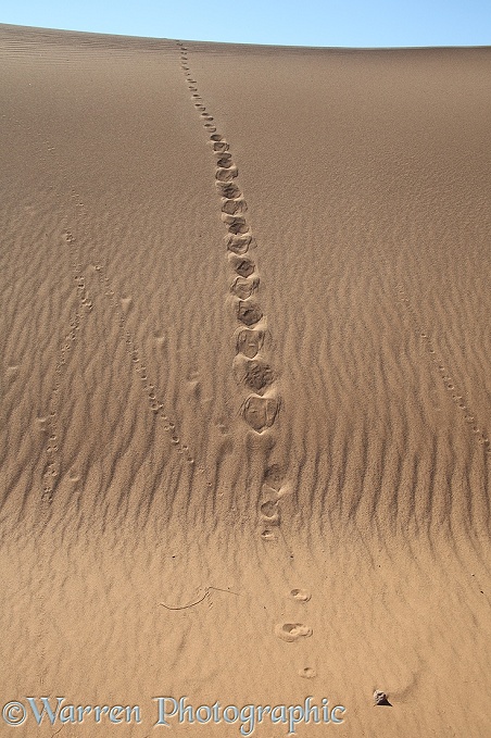 Jackal and gerbil tracks in sand, Sahara desert