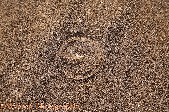 Pattern in sand caused by a wind-blown feather