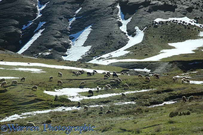 Sheep grazing near summit of Tizi-n 'Tichka pass.  Morocco