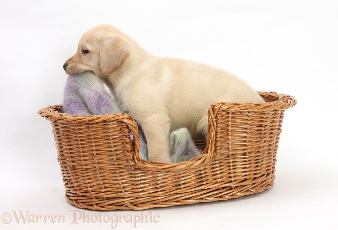 Yellow Labrador Retriever pup, 7 weeks old, in a wicker dog basket, sucking his blanket, white background