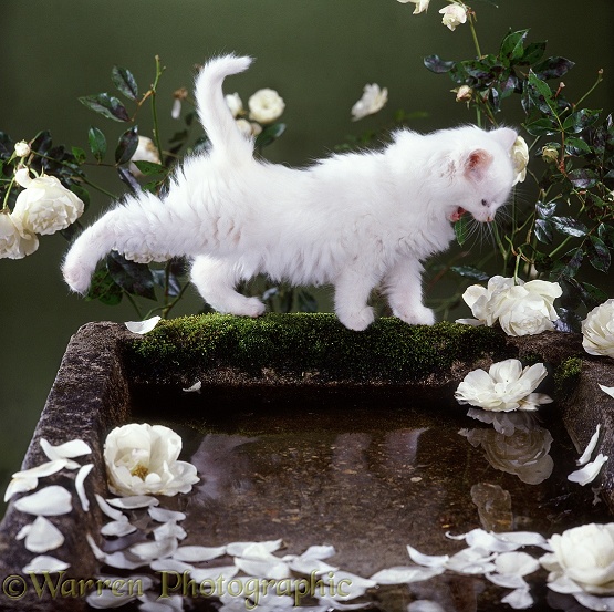 Longhaired white kitten yawning and stretching as it walks along the rim of the birdbath; with white roses