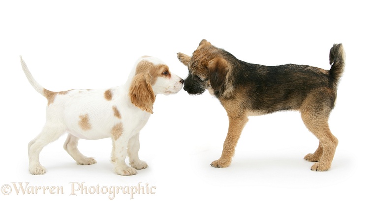 Orange roan Cocker Spaniel bitch pup, Blossom, nose-to-nose with Border Terrier bitch pup, Kes, white background