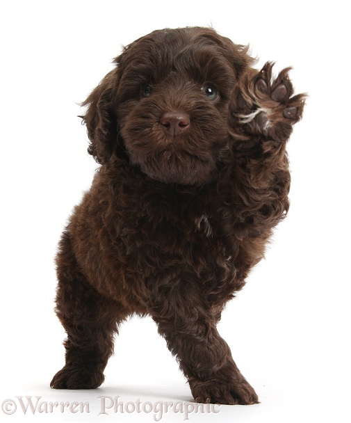 Cute chocolate Toy Goldendoodle puppy with paw up as if waving, white background