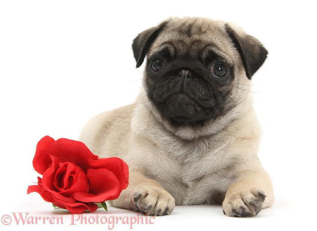 Pug puppy with a red rose, white background