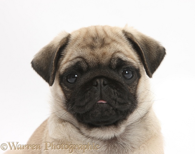Fawn Pug pup, 8 weeks old, portrait, white background