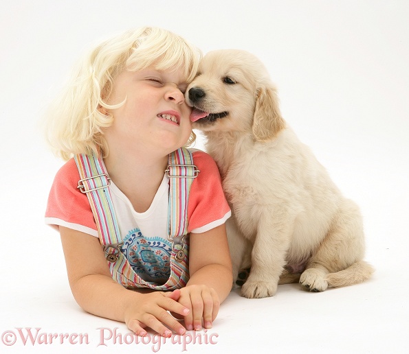 Siena being licked by Golden Retriever pup, white background