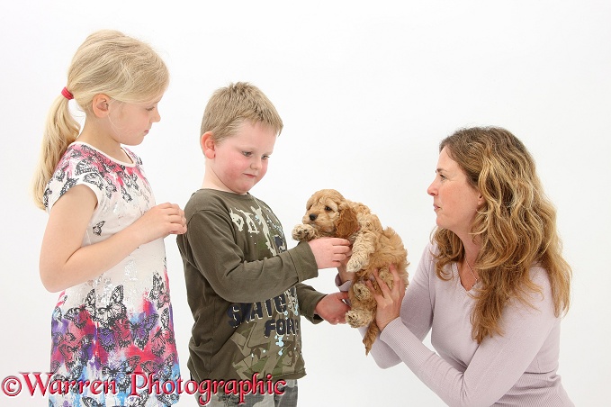 Miriam introducing Siena and Leon to a new Cockapoo puppy, white background