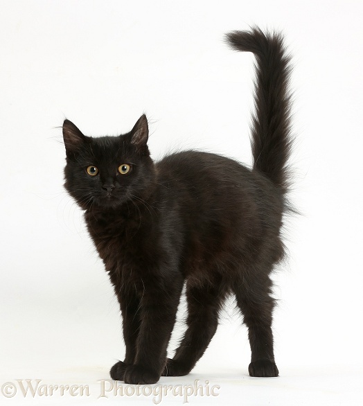 Fluffy black kitten, 12 weeks old, with arched back like a witch's cat, white background