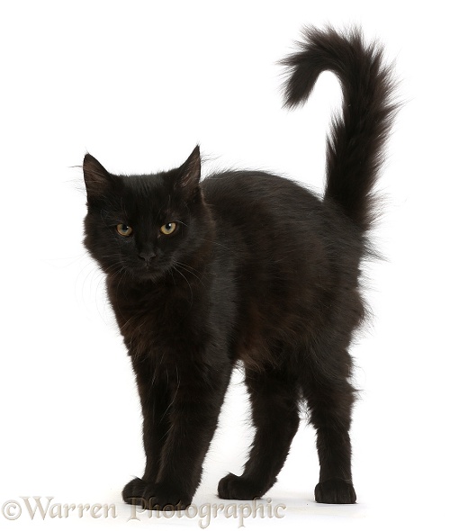 Fluffy black kitten, 12 weeks old, with arched back like a witch's cat, white background