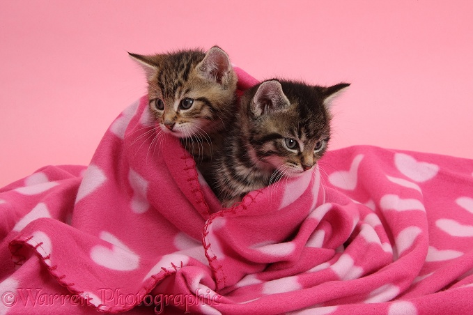 Cute tabby kittens, Stanley and Fosset, 6 weeks old, wrapped in a pink heart blanket