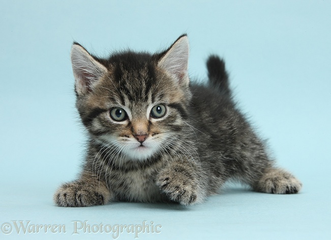 Cute tabby kitten, Fosset, 7 weeks old, on blue background
