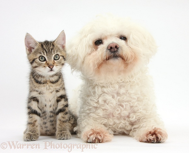 Cute tabby kitten, Stanley, 9 weeks old, with Bichon Frise, Poppy, white background