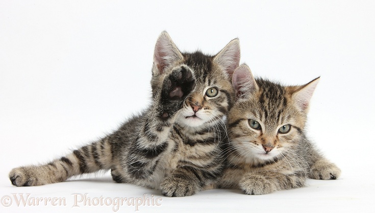 Cute tabby kittens, Stanley and Fosset, 9 weeks old, lounging together, Fosset waving a paw, white background