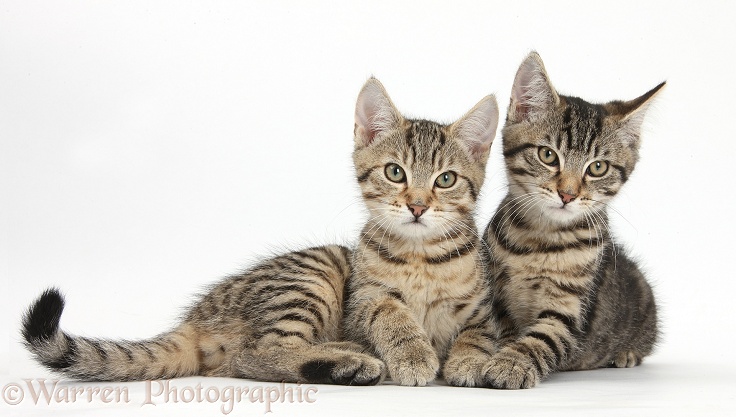Tabby kittens, Stanley and Fosset, 3 months old, lounging together, white background