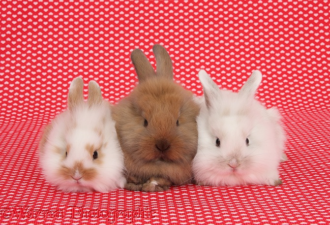 Cute baby rabbits, sitting on red hearts background and looking up