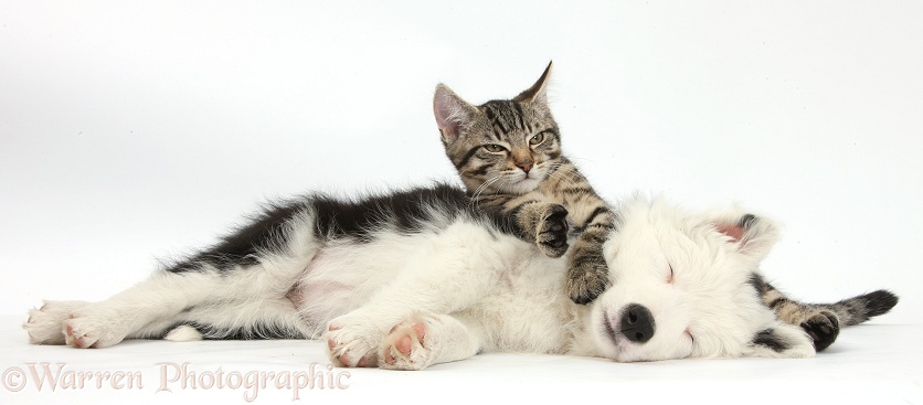 Tabby kitten, Fosset, 3 months old, lounging with sleeping black-and-white Border Collie bitch pup, Ice, 9 weeks old, white background