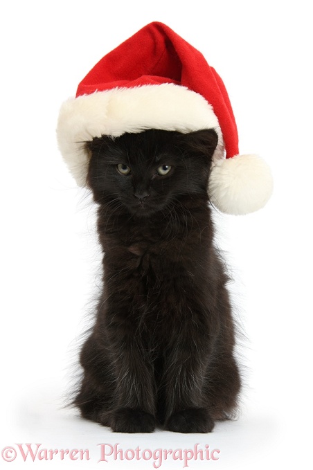 Fluffy black kitten, 9 weeks old, wearing a Father Christmas hat, white background