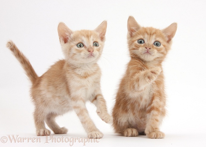 Two Ginger kittens, 5 weeks old, white background