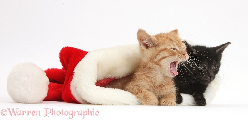 Sleepy black and ginger kittens, 5 weeks old, in a Father Christmas hat, white background