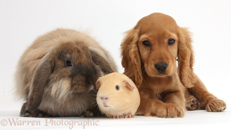 Golden Cocker Spaniel puppy, Maizy, with fluffy Lionhead-Lop rabbit, Dibdab, and yellow Guinea pig, white background
